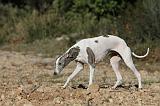 WHIPPET 135